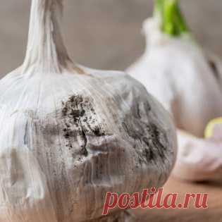 Почему чеснок гниет при хранении?