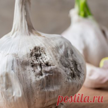 Почему чеснок гниет при хранении?
