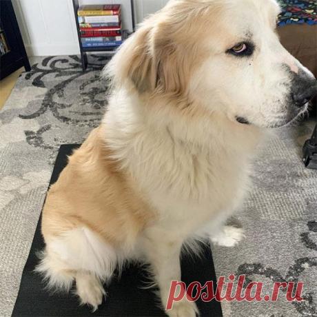 22 собаки, взгляда которых не выдержит ни один хозяин / Питомцы