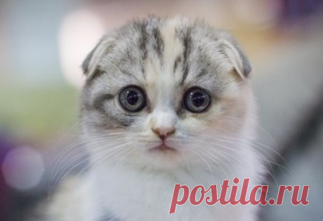 Мой Мир@Mail.Ru