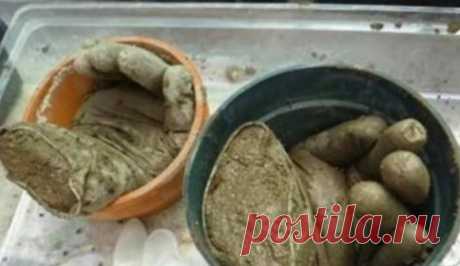 Декоративная клумба