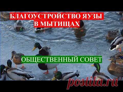 Благоустройство Яузы в Мытищах. Общественный совет. Важная информация для жителей Мытищ. Парк Яуза