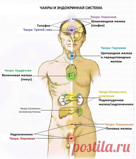 Чакры и эндокринная система