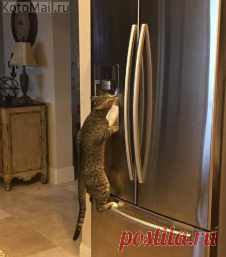 Котейка не ищет лёгкого пути