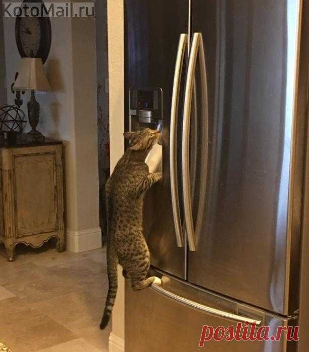 Котейка не ищет лёгкого пути