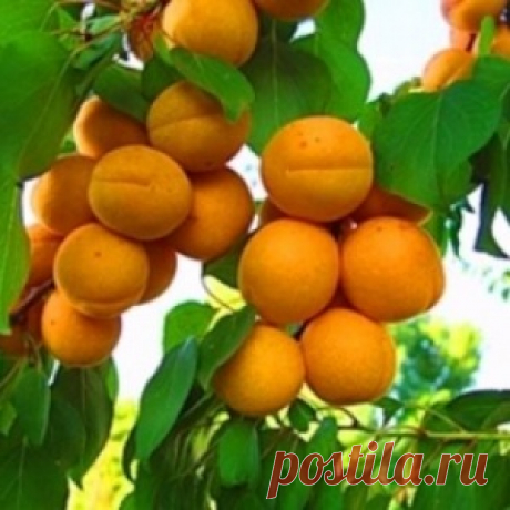 КАКИЕ ДЕРЕВЬЯ И ПОЧЕМУ ЛУЧШЕ САЖАТЬ ОСЕНЬЮ