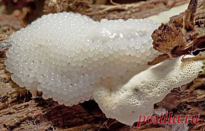 сообщение Yakusha : Людей ест не рак - а грибы-слизевики. (15:51 18-08-2015) [4745729/369717544] - irina-lena@inbox.ru - Почта Mail.Ru