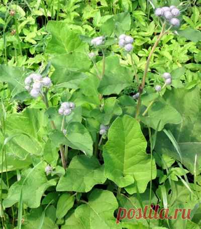 Лечение молочницы народными средствами