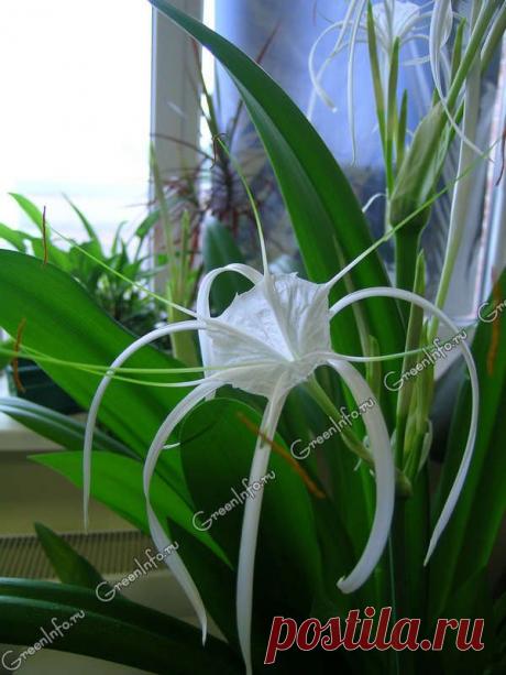 Волшебный цветок - гименокаллис