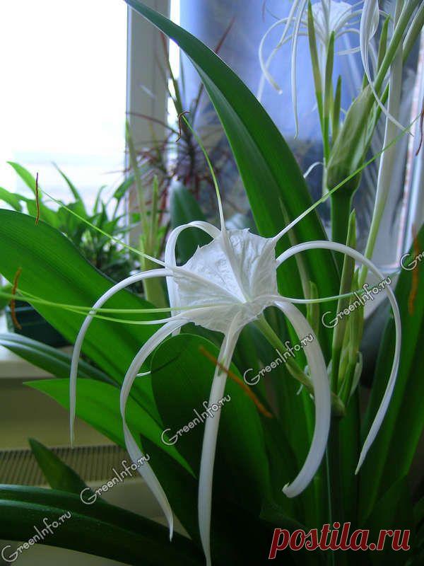 Волшебный цветок - гименокаллис