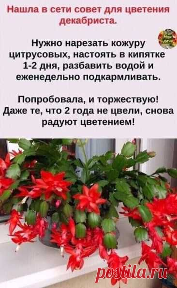 КОМНАТНЫЕ РАСТЕНИЯ.ПРЯНЫЕ ТРАВЫ НА ПОДОКОННИКЕ.