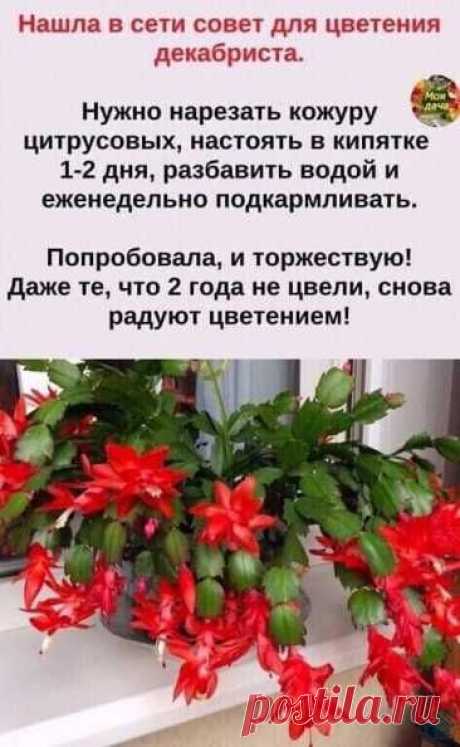 КОМНАТНЫЕ РАСТЕНИЯ.ПРЯНЫЕ ТРАВЫ НА ПОДОКОННИКЕ.
