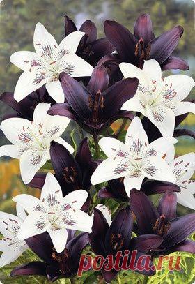 лилии