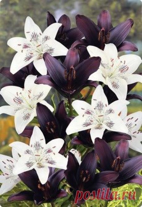 лилии