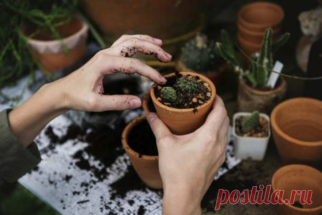 Как быть, если в доме плохо приживаются растения