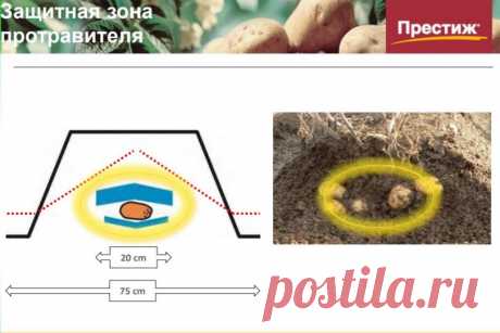 Как использовать препарат престиж для защиты овощей и сада