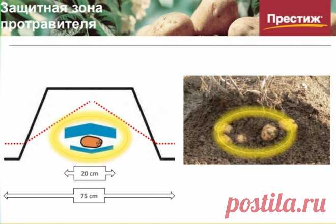 Как использовать препарат престиж для защиты овощей и сада
