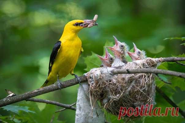 «Кому жука?» Автор фото – Дмитрий Вилюнов: nat-geo.ru/photo/user/28846/