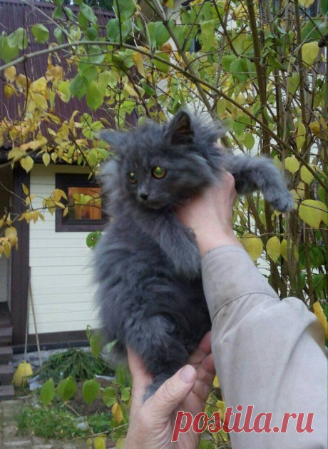 Друг с замечательным характером! 
Санкт-Петербург!
Ищет дом и хозяев пушистик Грэй! Нежный котёнок мурчательного характера, подобранный в опустевшем садоводстве.

У Грэя отличный характер, он знает лоточек. Но пока проходит лечение о…