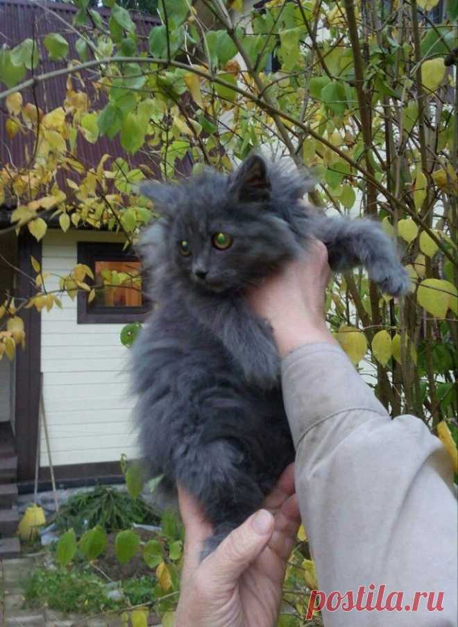 Друг с замечательным характером! 
Санкт-Петербург!
Ищет дом и хозяев пушистик Грэй! Нежный котёнок мурчательного характера, подобранный в опустевшем садоводстве.

У Грэя отличный характер, он знает лоточек. Но пока проходит лечение о…