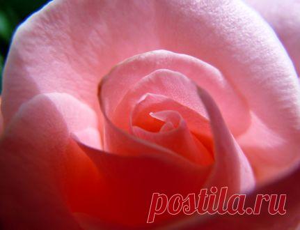 Поиск Обои по Розовые розы в розовой чашке в горошек