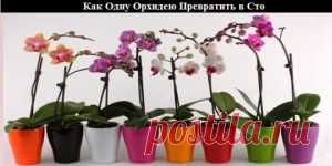 Как Одну Орхидею Превратить в Сто