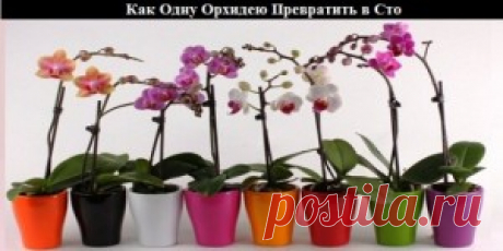 Как Одну Орхидею Превратить в Сто