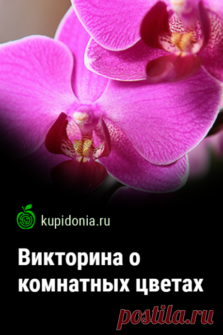 Викторина о комнатных цветах. Интересный развлекательный тест на знание комнатных растения. Пройдите тест на сайте и проверьте свои знания!
