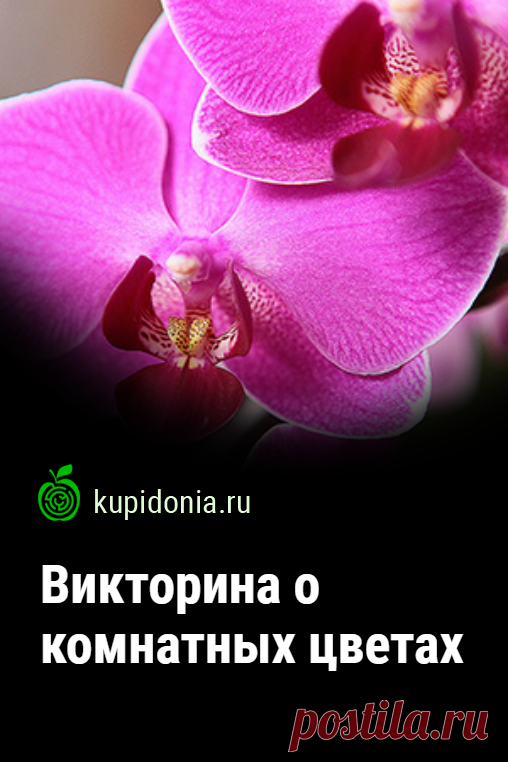 Викторина о комнатных цветах. Интересный развлекательный тест на знание комнатных растения. Пройдите тест на сайте и проверьте свои знания!