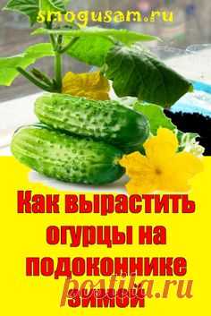 📌 Как вырастить огурцы на подоконнике в квартире зимой 🥒🥒🥒
; Открывает новую вкладку
✅ Выращивание огурцов на подоконнике зимой от посева до сбора урожая: инструкция. Выбор семян. Семена подготавливаем. Подготовка почвенной смеси. Посев семян. Уход до плодоношения. Сбор урожая.Pin on Дача, сад, огород