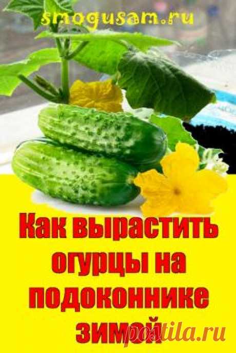 📌 Как вырастить огурцы на подоконнике в квартире зимой 🥒🥒🥒
; Открывает новую вкладку
✅ Выращивание огурцов на подоконнике зимой от посева до сбора урожая: инструкция. Выбор семян. Семена подготавливаем. Подготовка почвенной смеси. Посев семян. Уход до плодоношения. Сбор урожая.Pin on Дача, сад, огород