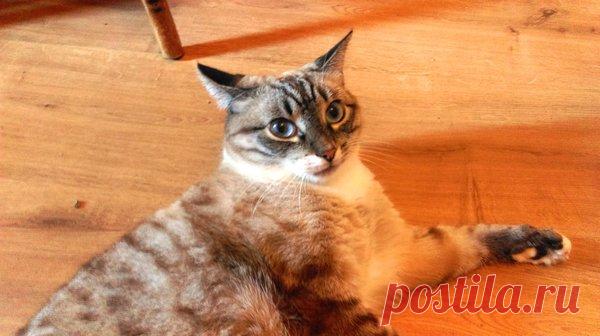 Козни мохнозадых ихтиандров | Кошка Чернуха и кот Беляшик | Яндекс Дзен