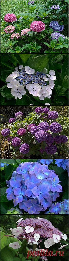 Гортензия (Гидрангея), (Hydrangea). Описание, виды и уход за гортензией | Флористика на "Добро ЕСТЬ!"