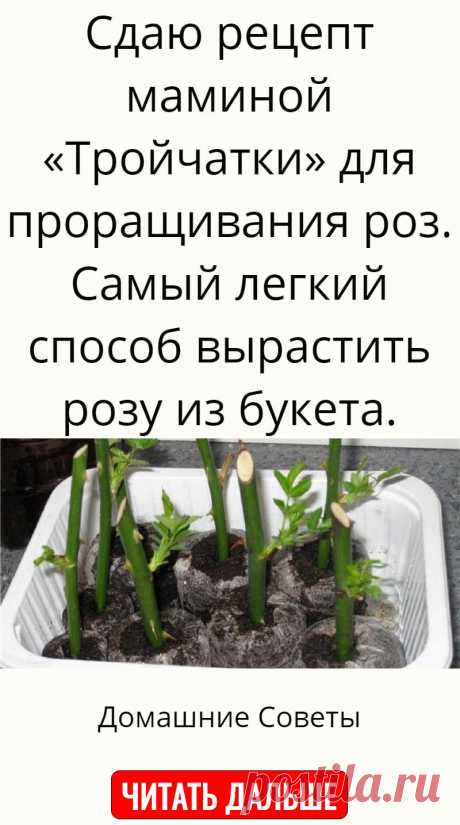 Сдаю рецепт маминой «Тройчатки» для проращивания роз. Самый легкий способ вырастить розу из букета.