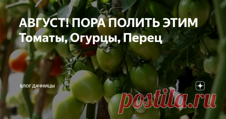 АВГУСТ! ПОРА ПОЛИТЬ ЭТИМ Томаты, Огурцы, Перец Добрый день уважаемые подписчики и гости моего канала. В этой статье я хочу рассказать чем обработать в августе овощи на вашей грядке от гнили и сухости. В августе, когда ночи начинают холодать, а по утрам выпадает холодная роса, растения испытывают нагрузку от постоянных атак грибковых болезней. Если запустить ситуацию, можно потерять до 80% урожая, поэтому в этой статье я расскажу вам о препарате, который обеспечит защиту пе...