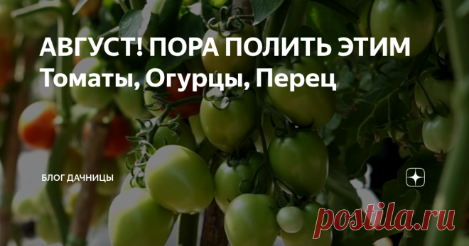 АВГУСТ! ПОРА ПОЛИТЬ ЭТИМ Томаты, Огурцы, Перец Добрый день уважаемые подписчики и гости моего канала. В этой статье я хочу рассказать чем обработать в августе овощи на вашей грядке от гнили и сухости. В августе, когда ночи начинают холодать, а по утрам выпадает холодная роса, растения испытывают нагрузку от постоянных атак грибковых болезней. Если запустить ситуацию, можно потерять до 80% урожая, поэтому в этой статье я расскажу вам о препарате, который обеспечит защиту пе...