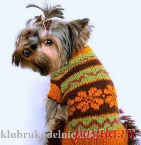 Свитер для собачки | Искусница