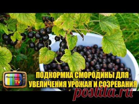 ПОДКОРМКА СМОРОДИНЫ ДЛЯ УВЕЛИЧЕНИЯ УРОЖАЯ И СОЗРЕВАНИЯ