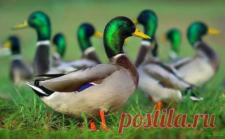 Мой Мир@Mail.Ru