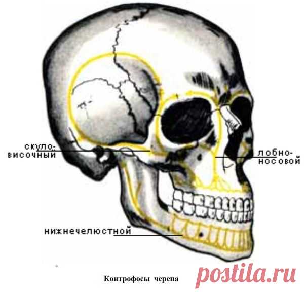 Контрфорсы черепа