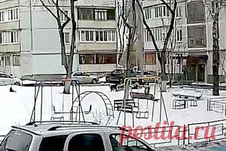 Нападение стаи бродячих собак на российского ребенка попало на видео. Нападение стаи бродячих собак на возвращавшегося из школы мальчика в Самаре попало на видео с камер наружного наблюдения. Инцидент произошел в Советском районе. На опубликованной записи видно, что ребенок пытался убежать от окруживших его животных, но не смог и несколько раз упал.