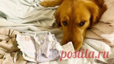 Жительница острова Тайвань запланировала поездку в Китай, которая должна была состояться в ближайшее время. Каково же было разочарование хозяйки, когда она увидела, что любимая собачка сгрызла ее паспорт!