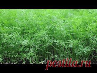 УКРОП ВЫРАСТЕТ ПРОСТО ЗАГЛЯДЕНЬЕ. Методы посева и выращивания укропа.? Дмитриев Сад