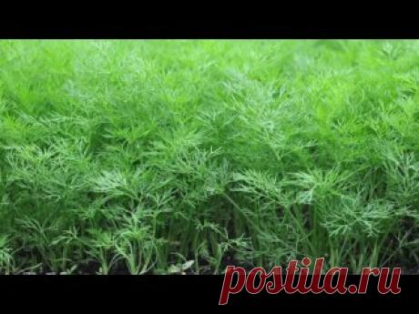 УКРОП ВЫРАСТЕТ ПРОСТО ЗАГЛЯДЕНЬЕ. Методы посева и выращивания укропа.? Дмитриев Сад