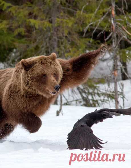 Мишка косолапый / cute bear – Google+