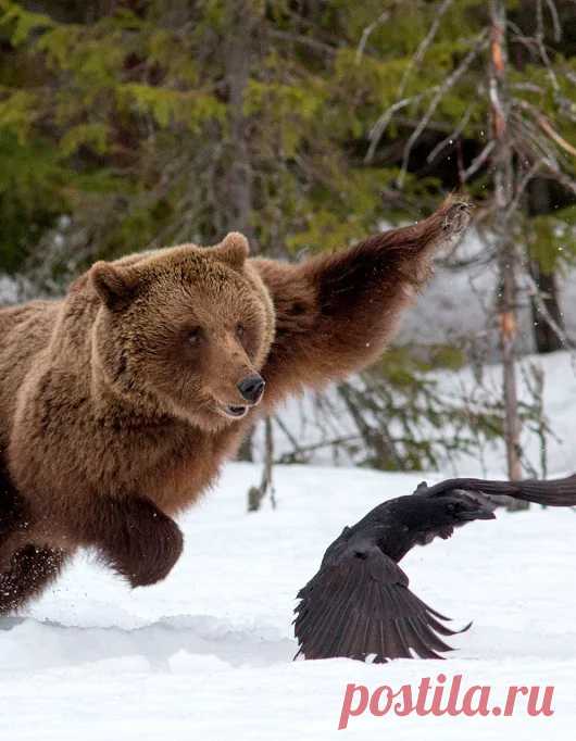 Мишка косолапый / cute bear – Google+