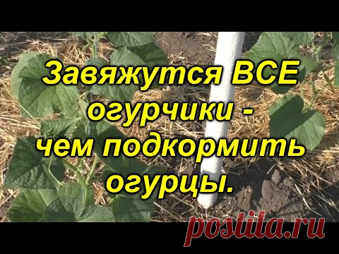 100 % все завязи на огурцах превратятся в зеленцы! Чем подкормить огурцы.
