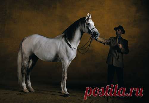 Hunter Horse Ivanhoe Seven Years Old Wembley Show 2001 Great Britain Stock Photo | Getty Images