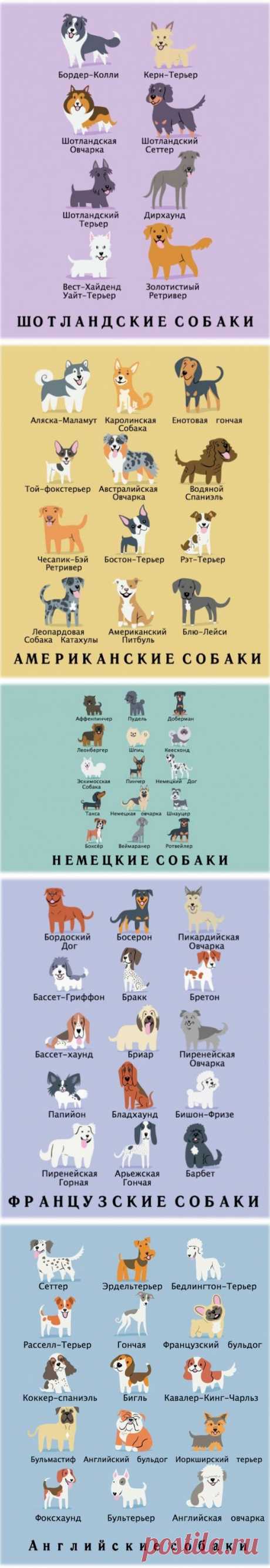 Породы собак в картинках