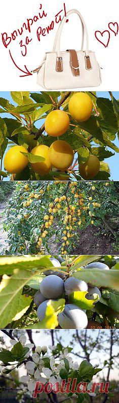 Слива. Выиграйте стильную сумку от интернет-магазина Клуб Красоты, разместив любой пост с сайта 7dach.ru в Постиле. Чем больше постов - тем выше шансы. Розыгрыш состоится в понедельник, 16 декабря. В акции участвуют все посты, которые содержат этот текст и фото сумки!